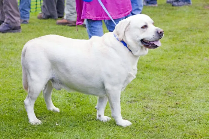 Ascites in dogs is a buildup of fluid in your dog's abdomen indicating another problem.