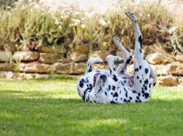 10 Tips for Dogs on Prednisone Tips for dogs on prednisone can keep dogs on this steroid safe from the side effects and enjoying the benefits.