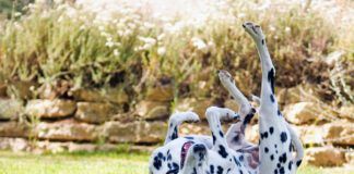 Tips for dogs on prednisone can keep dogs on this steroid safe from the side effects and enjoying the benefits.