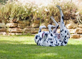 Tips for dogs on prednisone can keep dogs on this steroid safe from the side effects and enjoying the benefits.