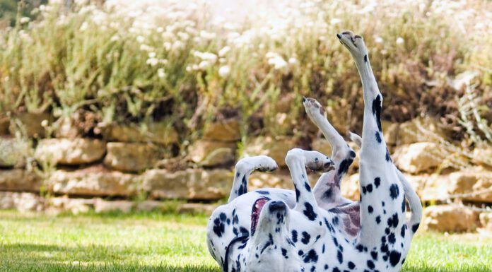 Tips for dogs on prednisone can keep dogs on this steroid safe from the side effects and enjoying the benefits.