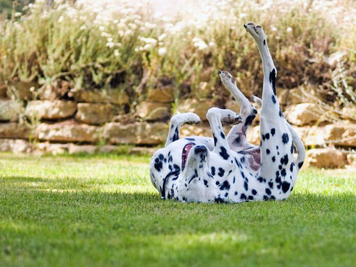 Tips for dogs on prednisone can keep dogs on this steroid safe from the side effects and enjoying the benefits.