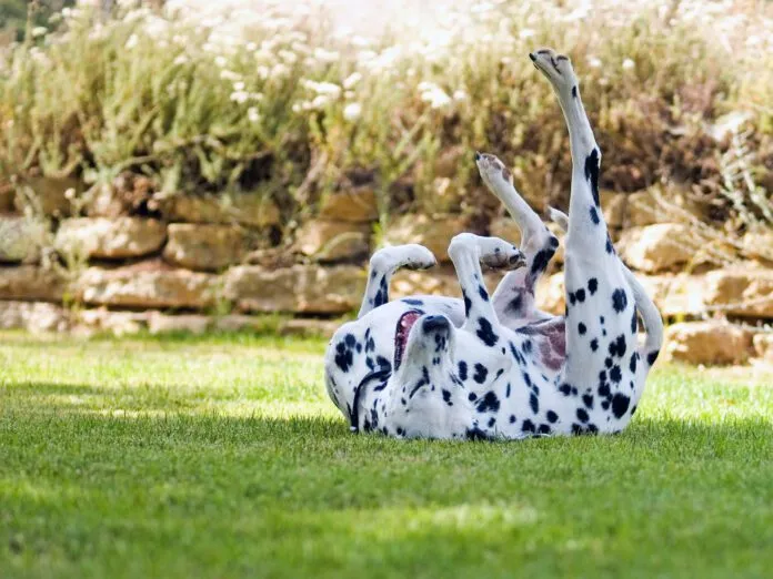 Tips for dogs on prednisone can keep dogs on this steroid safe from the side effects and enjoying the benefits.