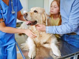 Is Omeprazole Safe for Dogs? Omeprazole is safe for dogs, but that comes with caveats and precautions that need to be taken.