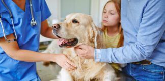 Omeprazole is safe for dogs, but that comes with caveats and precautions that need to be taken.