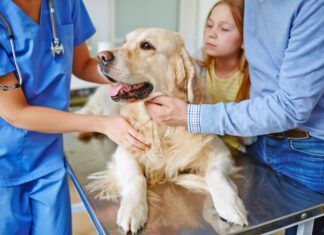 Omeprazole is safe for dogs, but that comes with caveats and precautions that need to be taken.