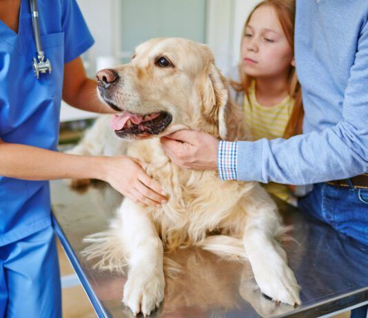 Omeprazole is safe for dogs, but that comes with caveats and precautions that need to be taken.