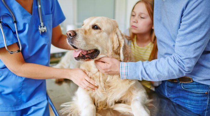 Omeprazole is safe for dogs, but that comes with caveats and precautions that need to be taken.