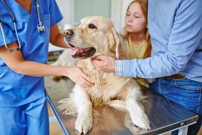 Omeprazole is safe for dogs, but that comes with caveats and precautions that need to be taken.