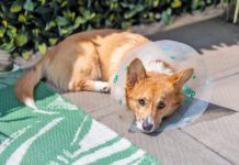 You can spay a dog in heat, but it does carry risk of complication and slowed recovery time.