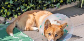 You can spay a dog in heat, but it does carry risk of complication and slowed recovery time.