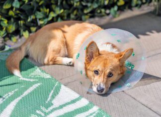 You can spay a dog in heat, but it does carry risk of complication and slowed recovery time.