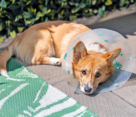 Can You Spay a Dog in Heat? You can spay a dog in heat, but it does carry risk of complication and slowed recovery time.