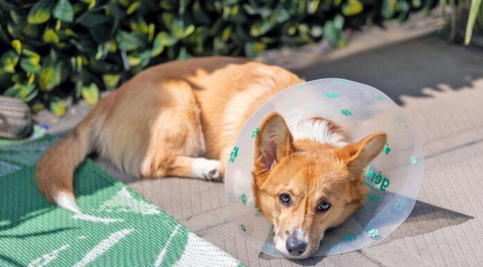 You can spay a dog in heat, but it does carry risk of complication and slowed recovery time.