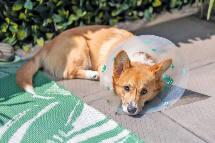 You can spay a dog in heat, but it does carry risk of complication and slowed recovery time.