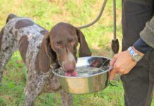 What Is Dog Acne? Dog acne affects short haired dogs and puppies most often.