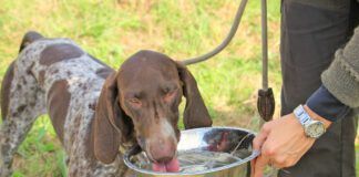 Dog acne affects short haired dogs and puppies most often.