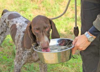 Dog acne affects short haired dogs and puppies most often.