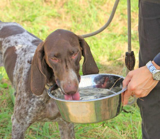 Dog acne affects short haired dogs and puppies most often.