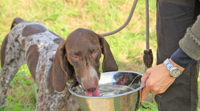 What Is Dog Acne? Dog acne affects short haired dogs and puppies most often.