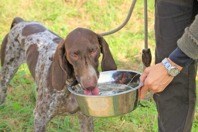 Sometimes a change as simple as to using a stainless steel water bowl can help keep dog acne under control, especially in acne-prone dogs like this German Shorthaired Pointer. Dog acne affects short haired dogs and puppies most often.