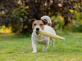 Vegan dog food is available, but is it good for your dog?