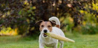 Vegan dog food is available, but is it good for your dog?