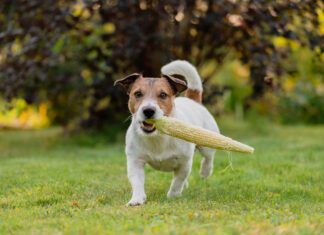 Vegan dog food is available, but is it good for your dog?