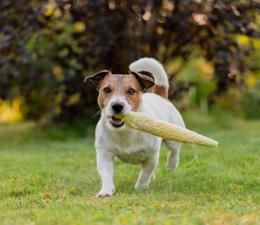 Vegan dog food is available, but is it good for your dog?