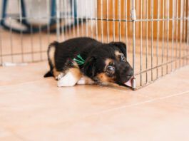 Kennel nose occurs when a dog rubs their nose against a hard surface until it damages the skin.