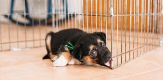 Kennel nose occurs when a dog rubs their nose against a hard surface until it damages the skin.