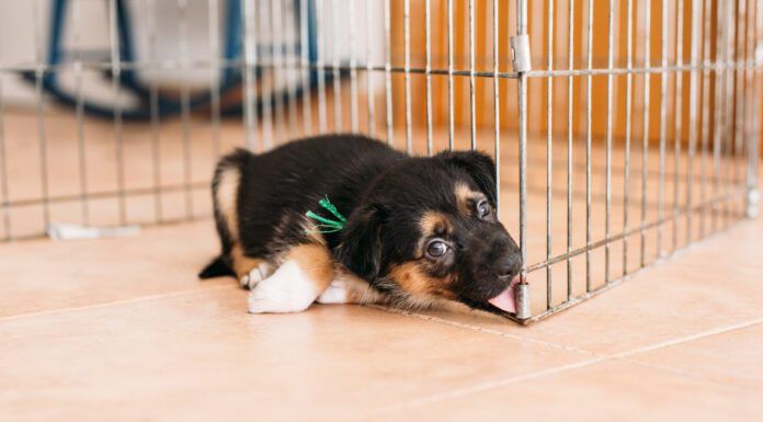Kennel nose occurs when a dog rubs their nose against a hard surface until it damages the skin.