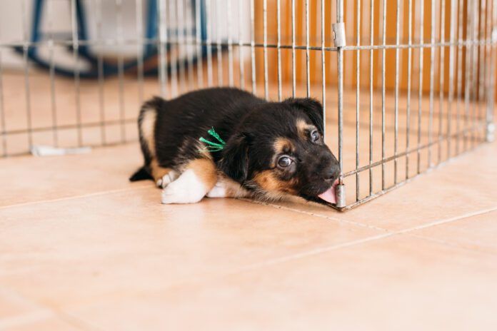 puppy licking cage metal bars Kennel nose occurs when a dog rubs their nose against a hard surface until it damages the skin.