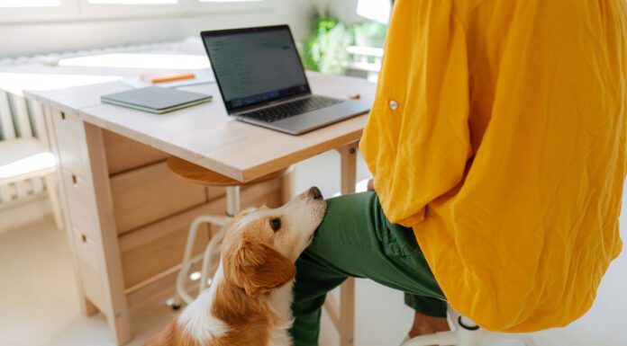 What can you do with a dog that is constantly whining for attention?