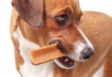 Popular alternatives to rawhide include yak cheese