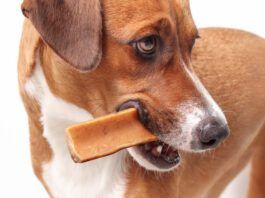 Popular alternatives to rawhide include yak cheese