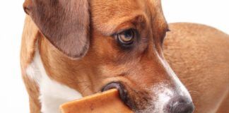 Popular alternatives to rawhide include yak cheese