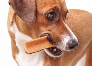 Popular alternatives to rawhide include yak cheese