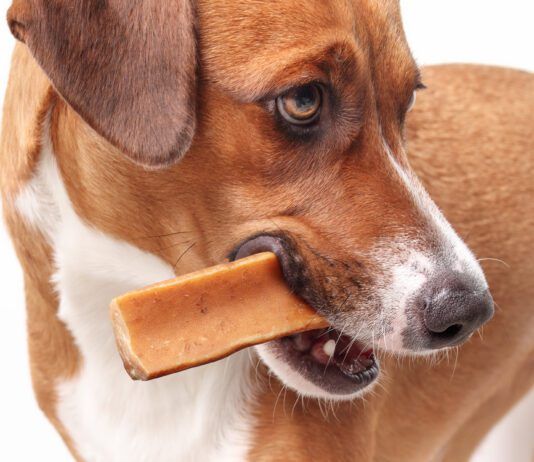 Popular alternatives to rawhide include yak cheese