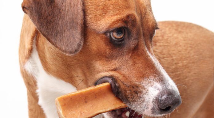 Alternatives to Rawhide Popular alternatives to rawhide include yak cheese