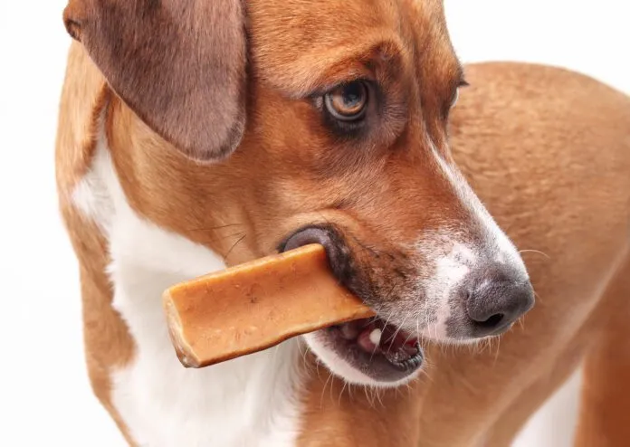 Dog enjoying a yak cheese stick as a safe chew alternative