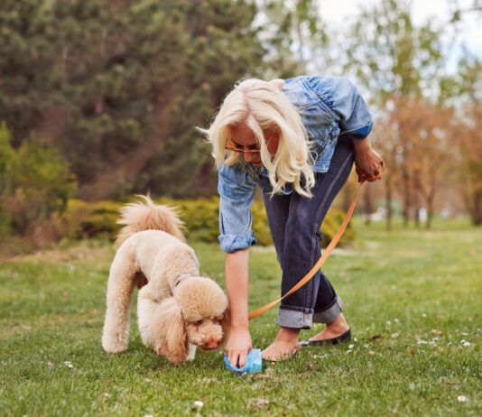 A dog should poop multiple times a day, but the exact amount can vary due to diet, exercise and health.