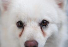 Treating Dog Eye Discharge at Home Dog eye discharge, or dog eye boogers can be remedied with a variety of home treatments.