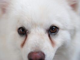 Dog eye discharge, or dog eye boogers can be remedied with a variety of home treatments.