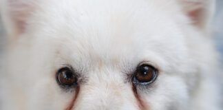 Dog eye discharge, or dog eye boogers can be remedied with a variety of home treatments.