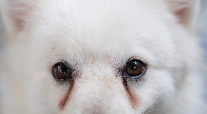 Dog eye discharge, or dog eye boogers can be remedied with a variety of home treatments.