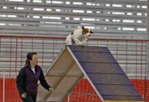 The best dog agility equipment allows for safe dog training.