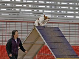 The best dog agility equipment allows for safe dog training.