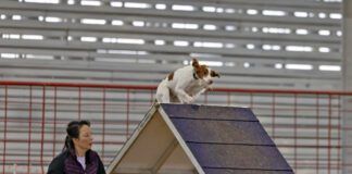 The best dog agility equipment allows for safe dog training.