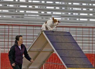 The best dog agility equipment allows for safe dog training.